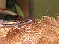 CairnsTC390 Butterflies Sanctuary